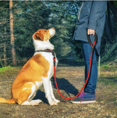 Reflective nylon dog leash with foam handle and zinc alloy hook for small to large dogs